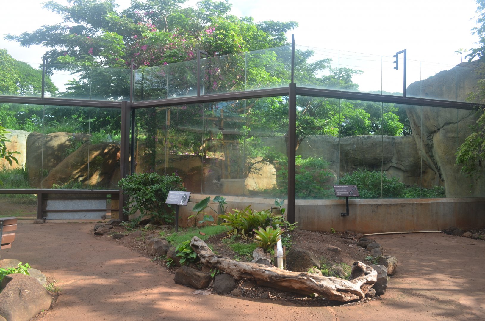 Chimpanzee Habitat