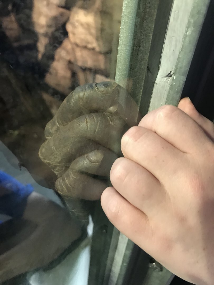 Chimpanzee hand and human hand