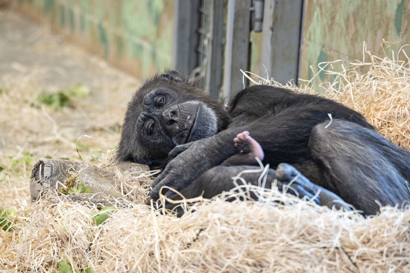 Chimpanzee 'Hannah' with infant 'Happy'