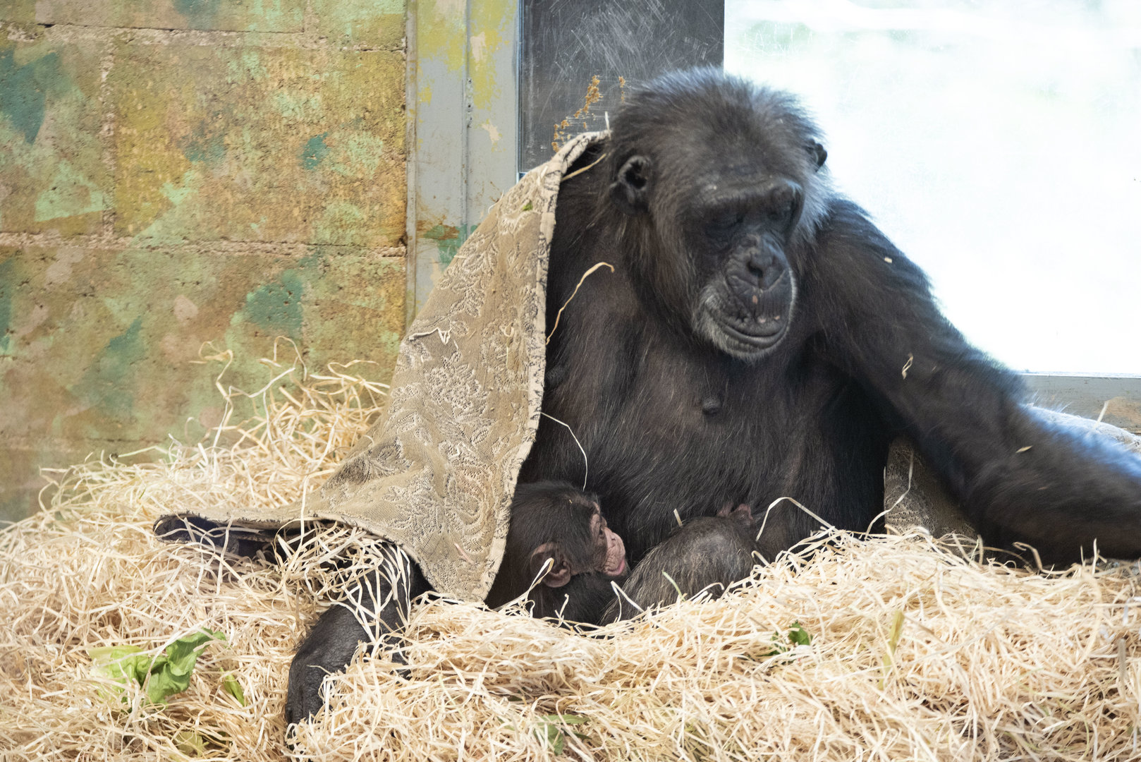 Chimpanzee 'Hannah' with infant 'Happy'