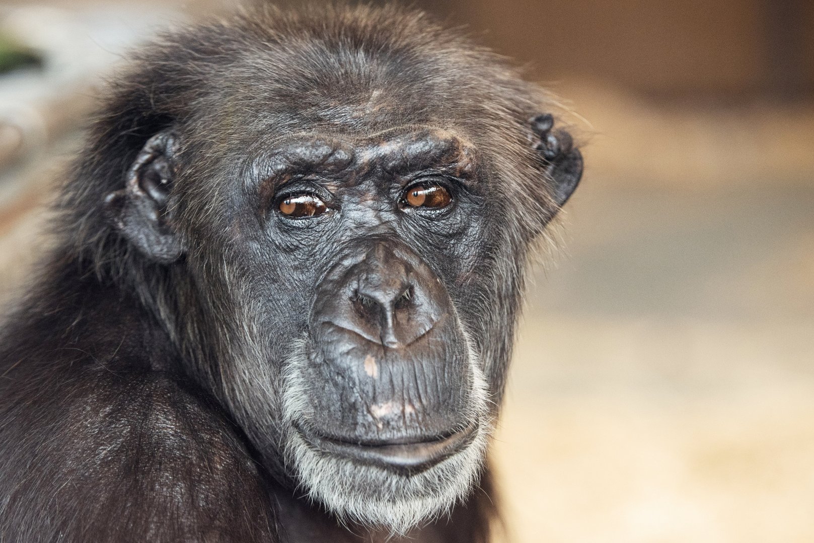 Chimpanzee 'Hannah'