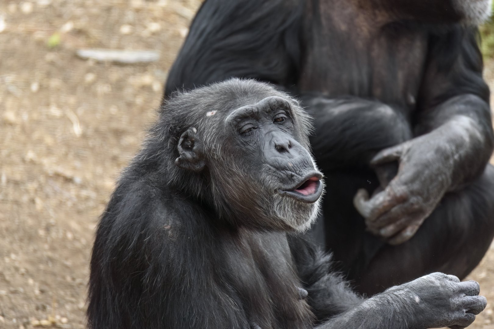 Chimpanzee 'Hannah'
