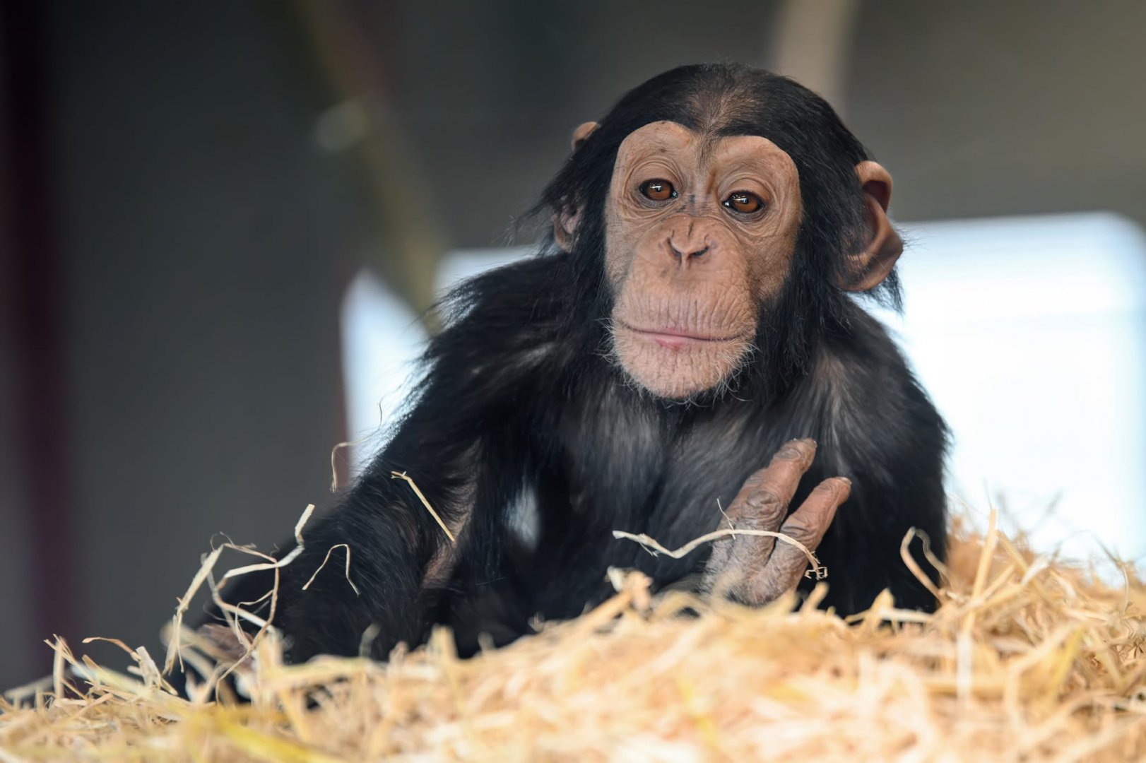 Chimpanzee ‘Happy’