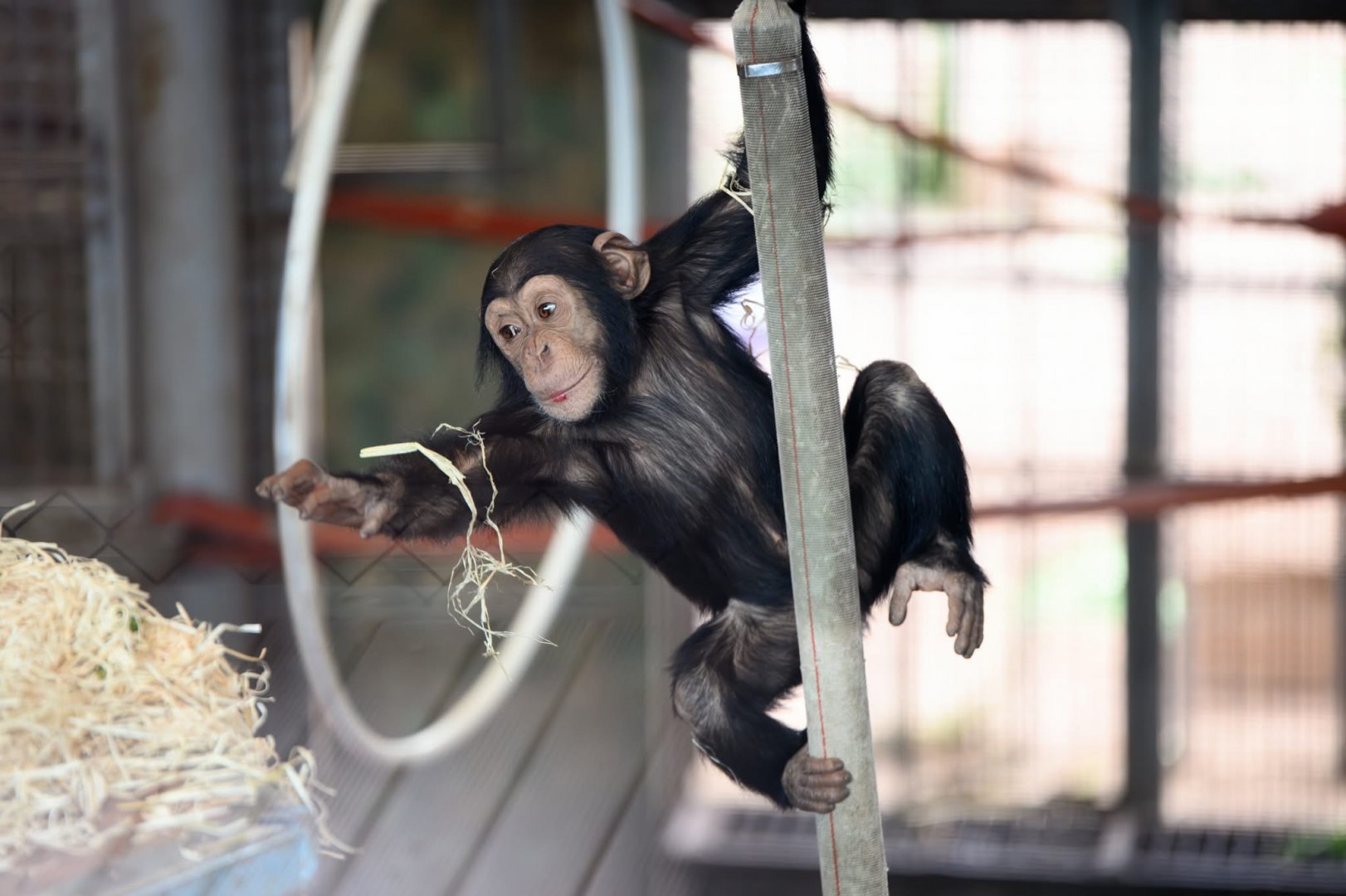 Chimpanzee ‘Happy’
