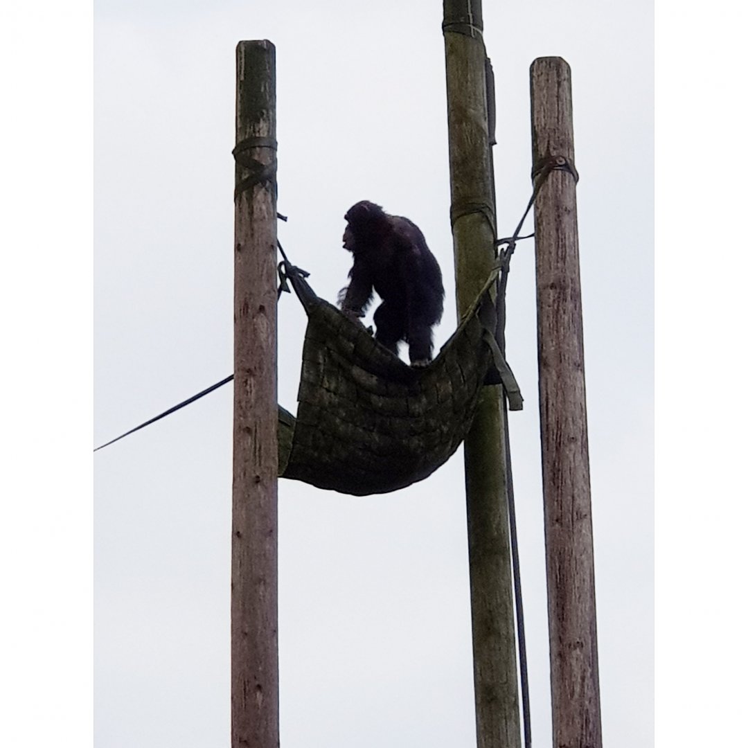 Chimpanzee - He/she spent ages on 'patrol'