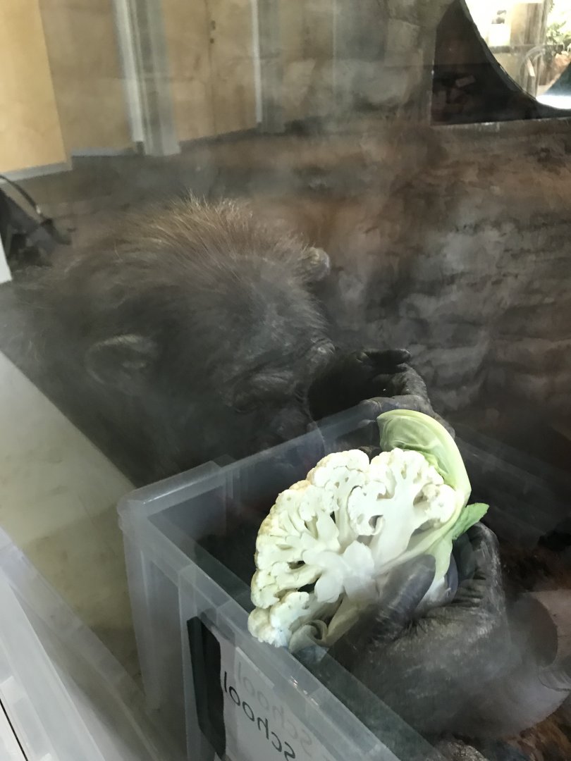 Chimpanzee “Helen” with a Cauliflower