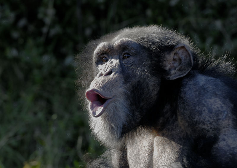 Chimpanzee hooting