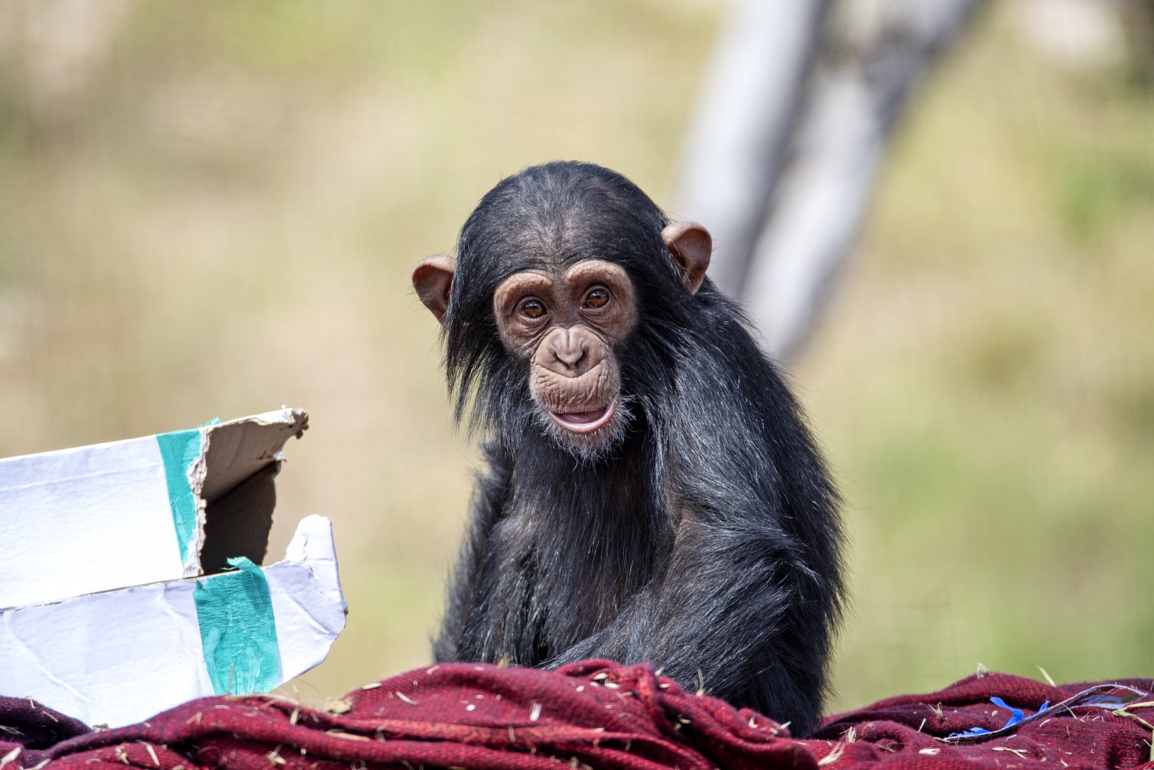 Chimpanzee 'Hope'