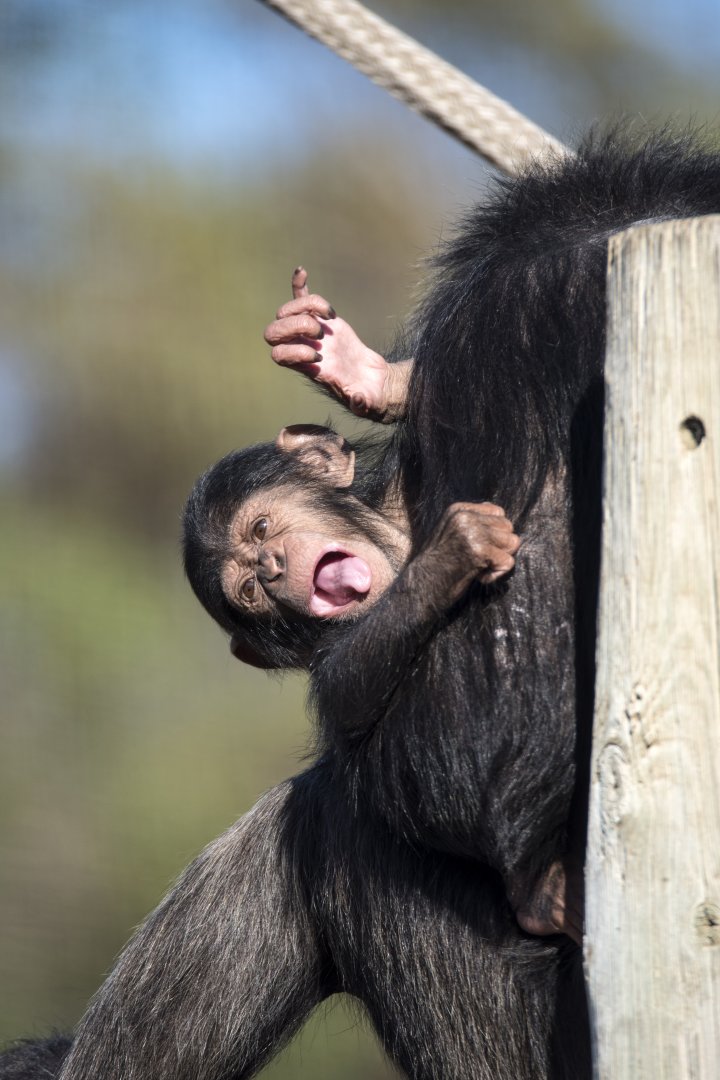 Chimpanzee 'Hope'