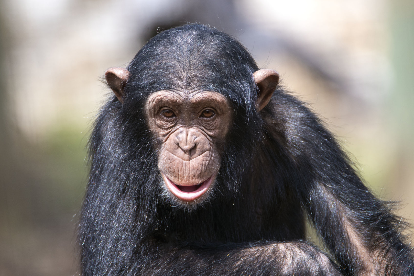 Chimpanzee 'Hope'