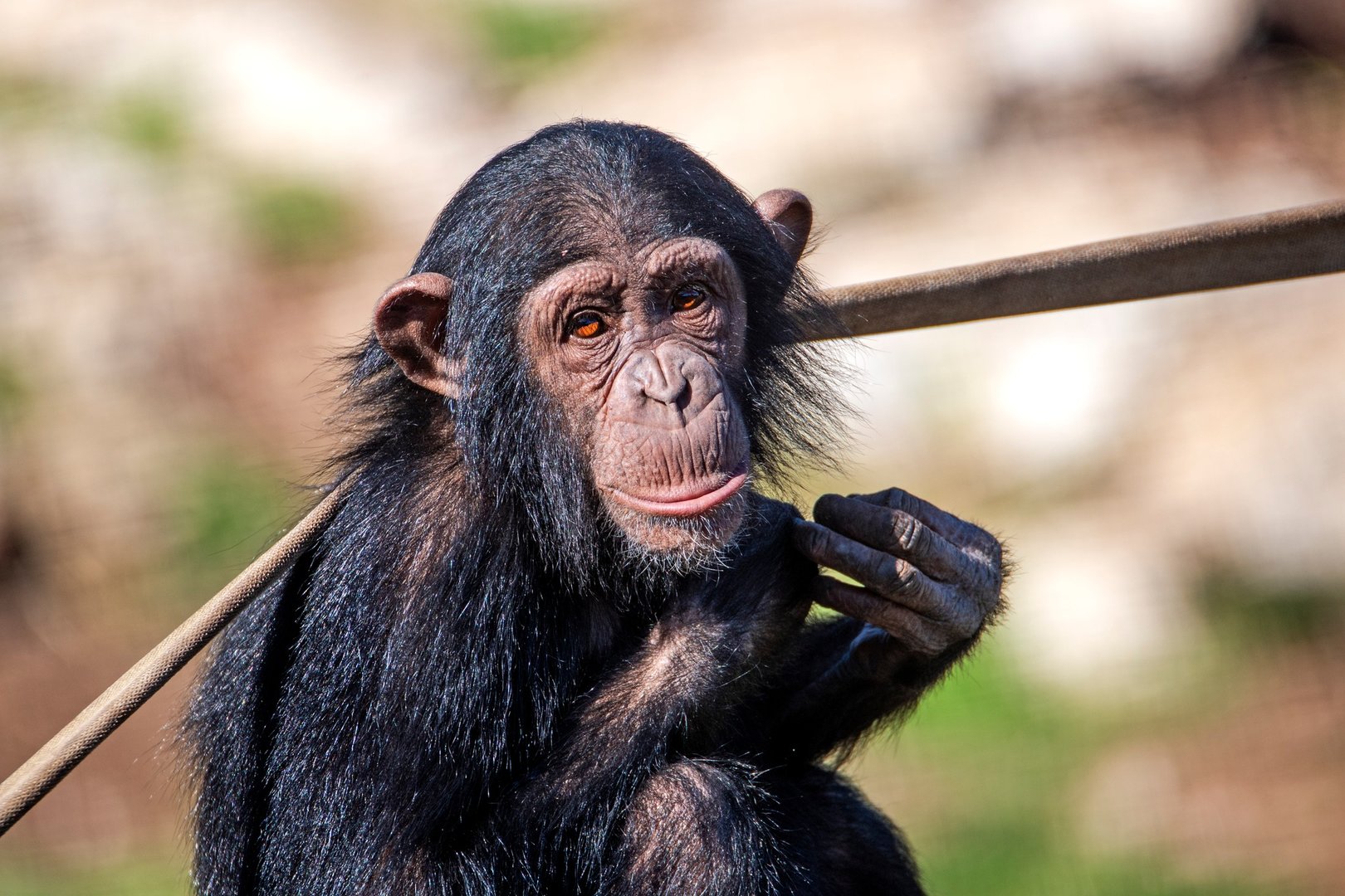 Chimpanzee 'Hope'