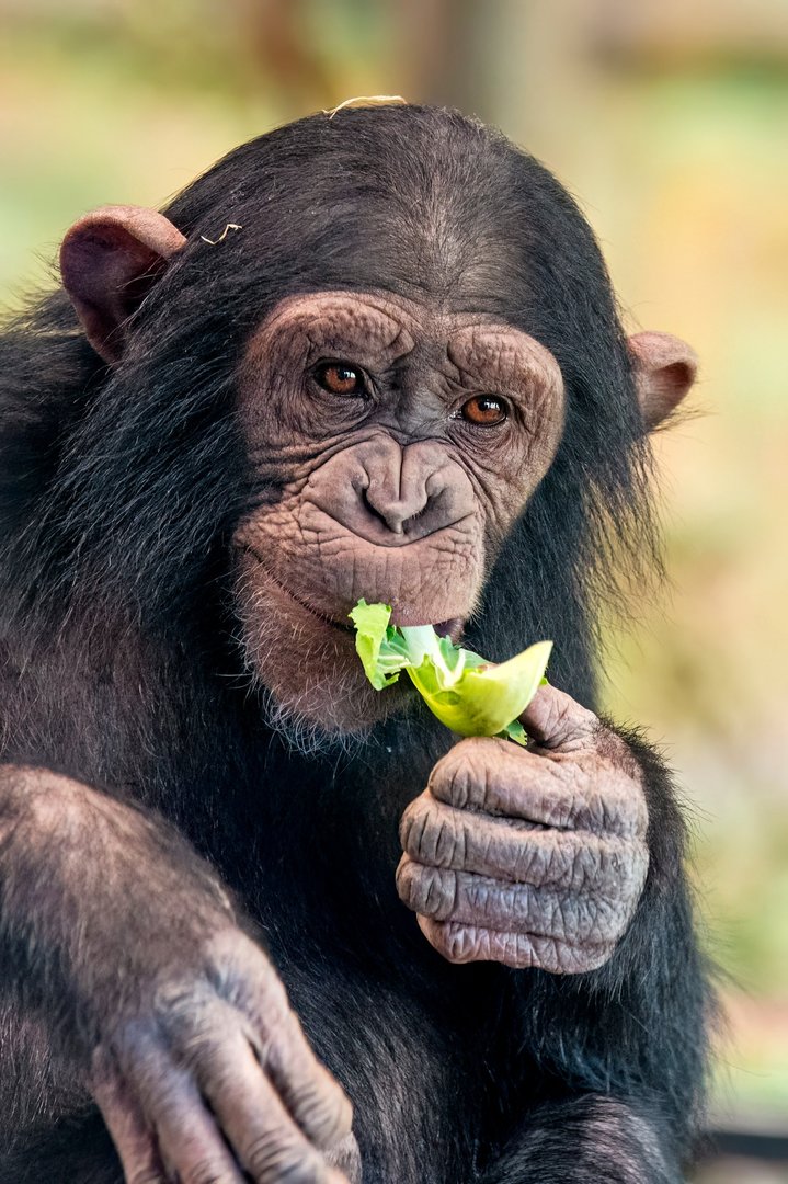 Chimpanzee 'Hope'