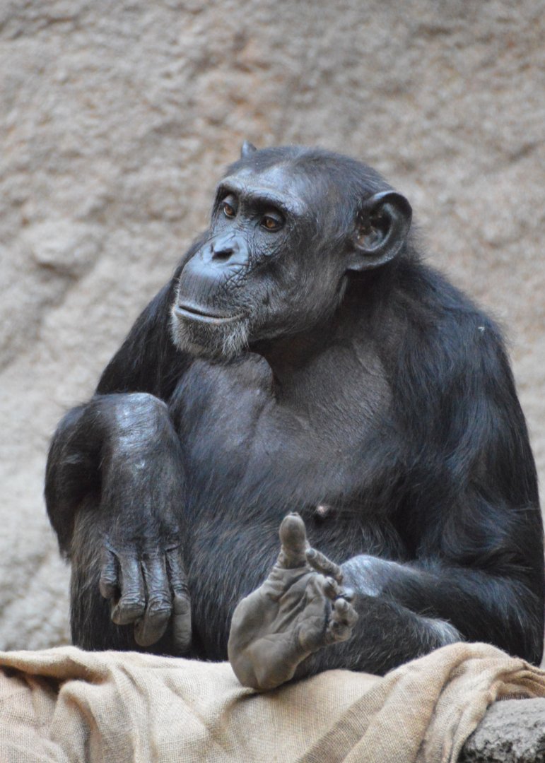 Chimpanzee Hope
