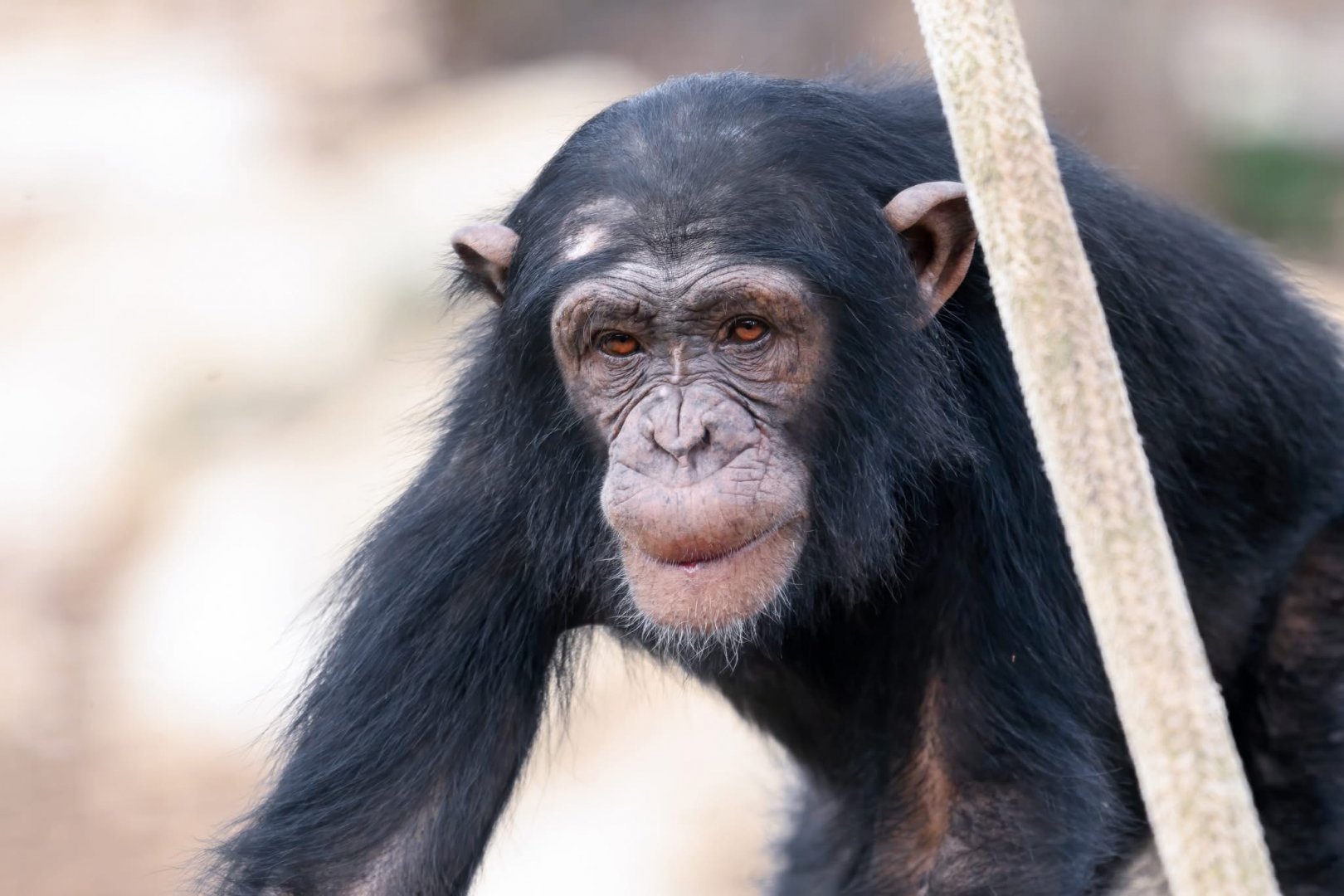 Chimpanzee ‘Hope’