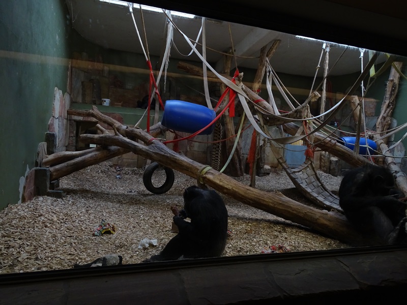 Chimpanzee House: Chimpanzee indoor enclosure