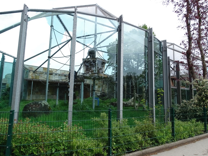 Chimpanzee House: Chimpanzee outdoor enclosure