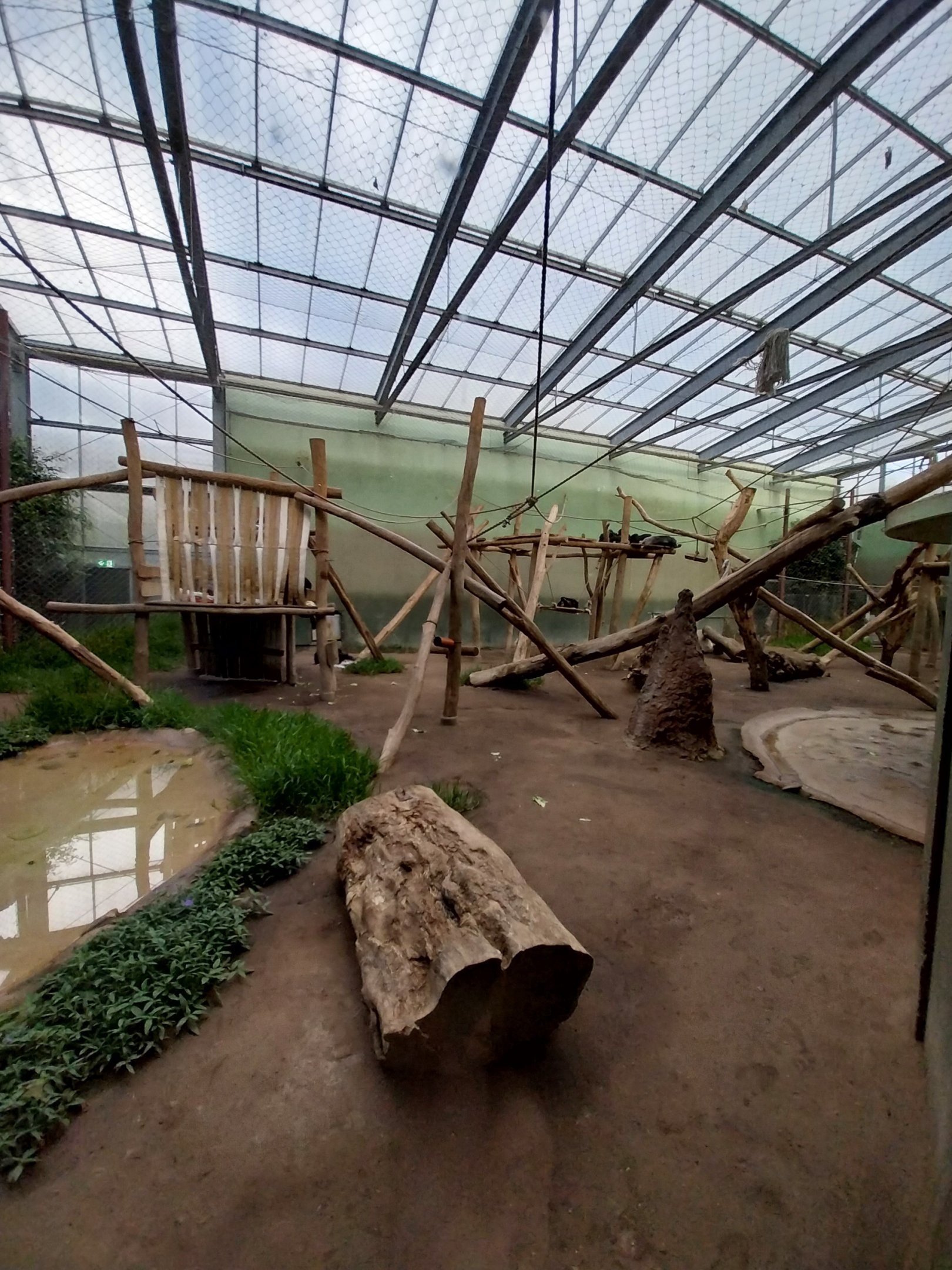 Chimpanzee House - First indoor exhibit