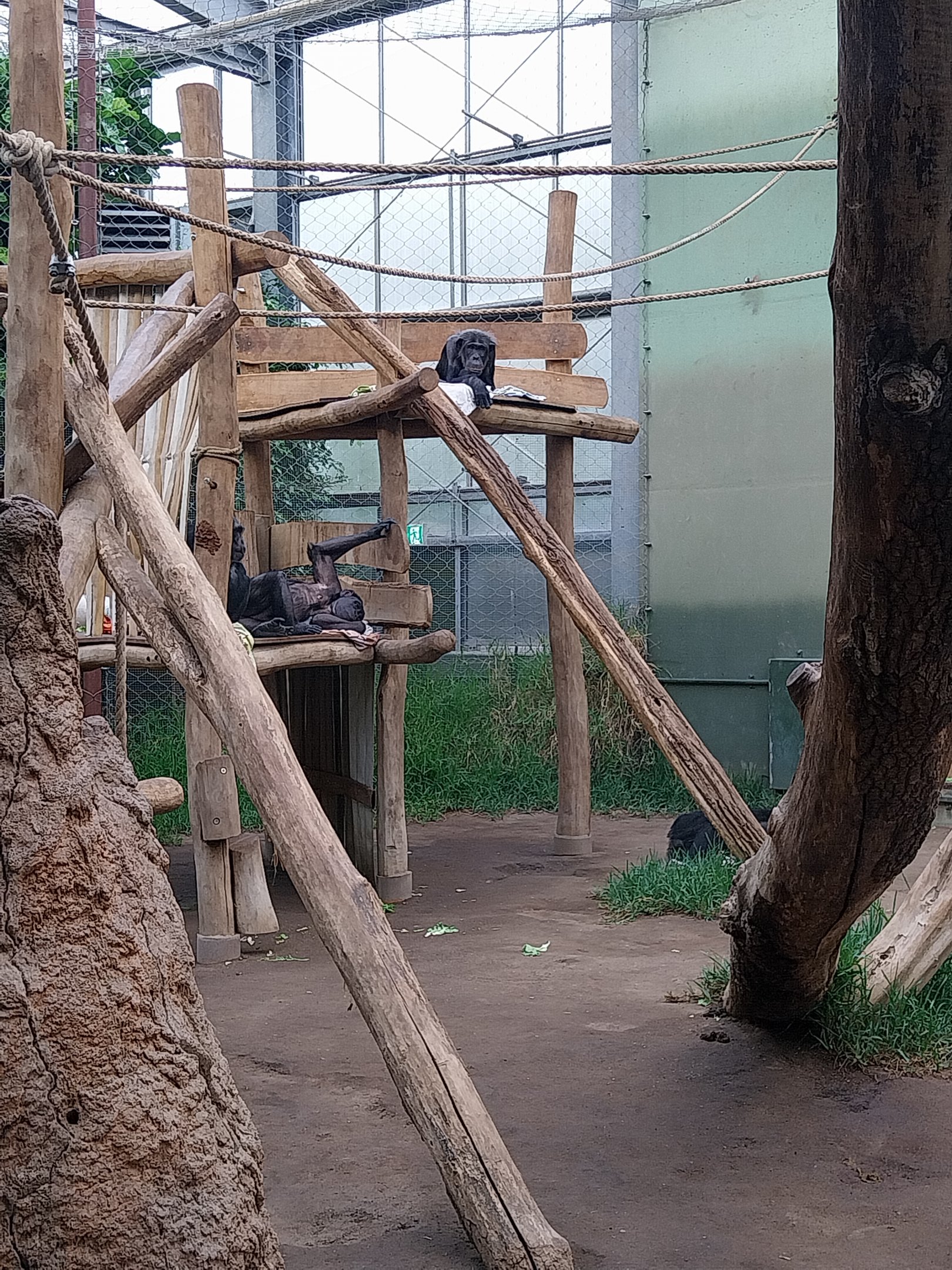 Chimpanzee House - First indoor exhibit