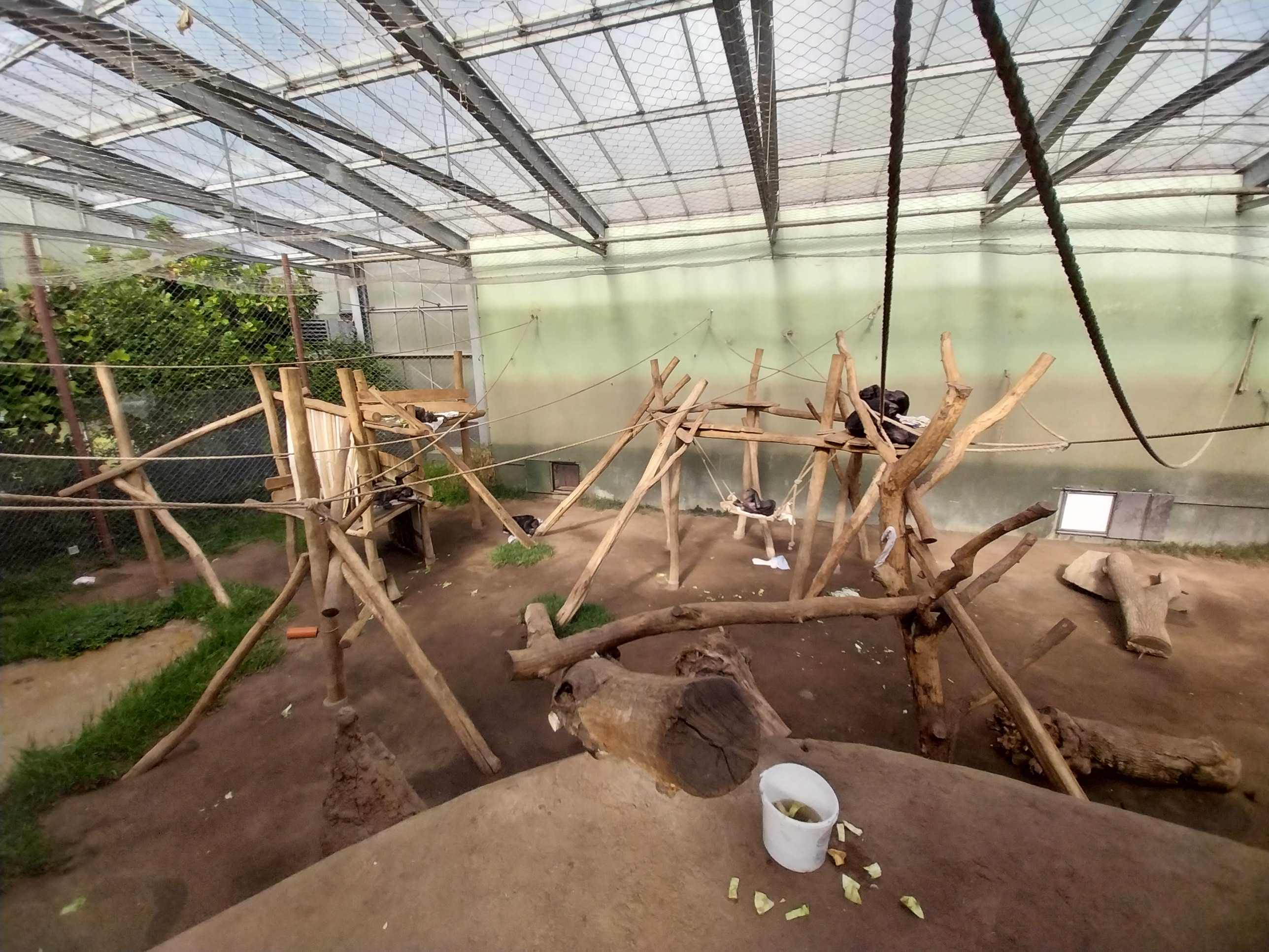 Chimpanzee House - First indoor exhibit