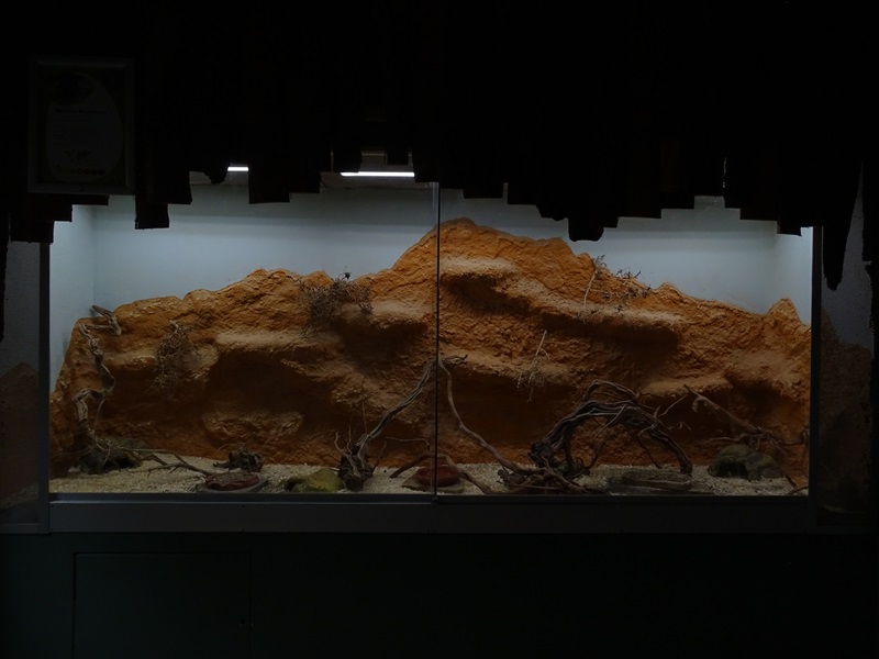 Chimpanzee House: Spinifex hopping mouse enclosure