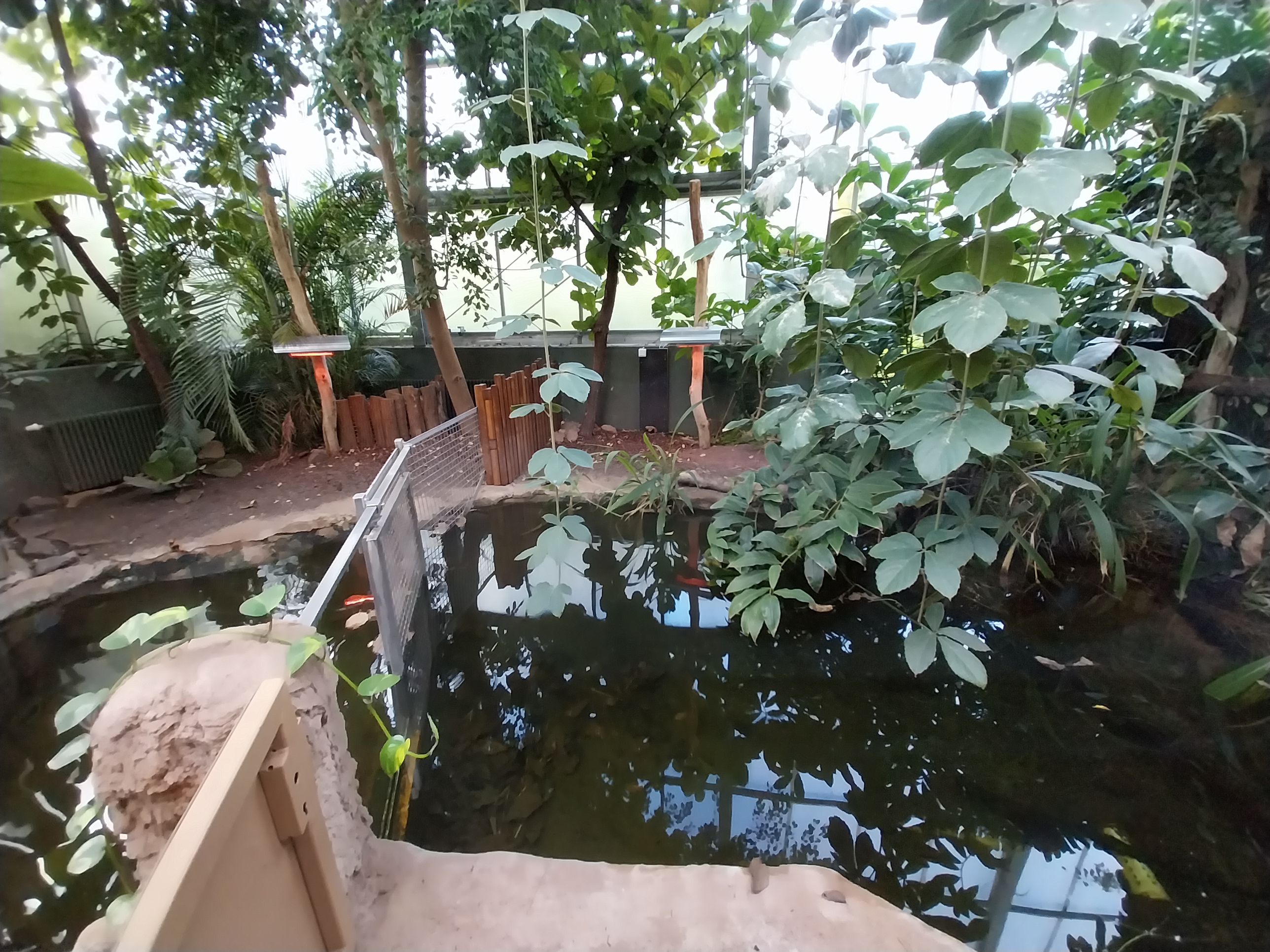 Chimpanzee House - Western Dwarf Crocodile (Osteolaemus tetraspis)