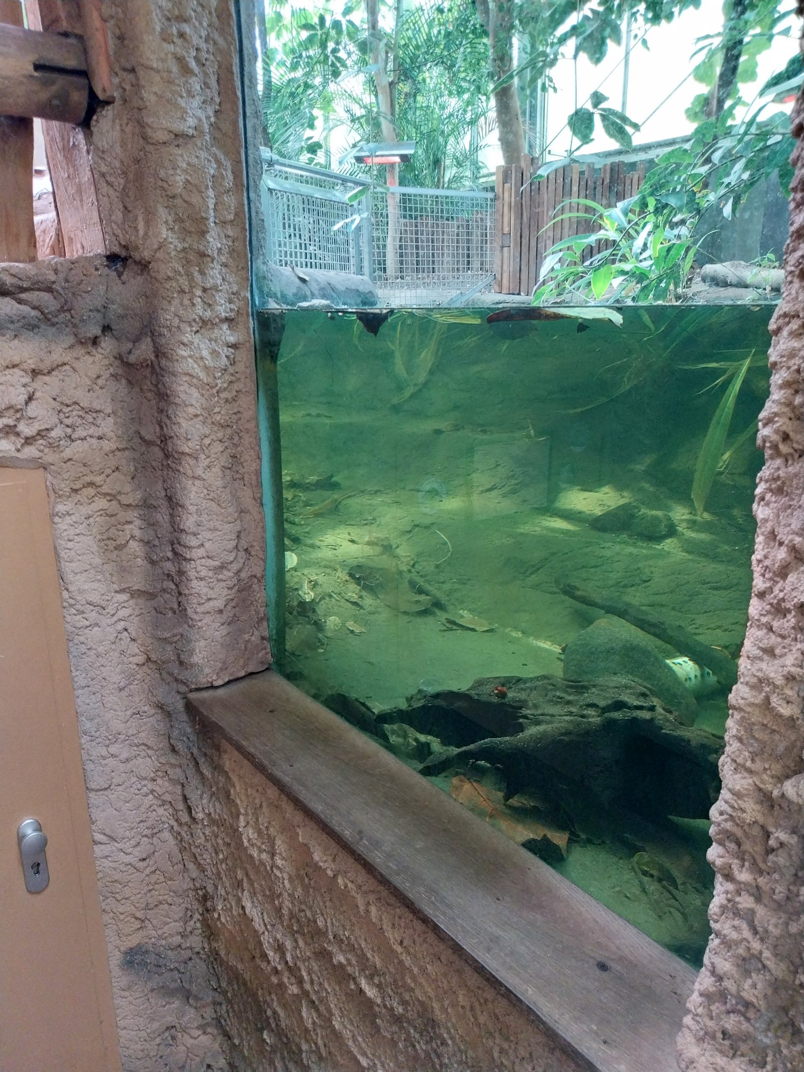 Chimpanzee House - Western Dwarf Crocodile (Osteolaemus tetraspis)