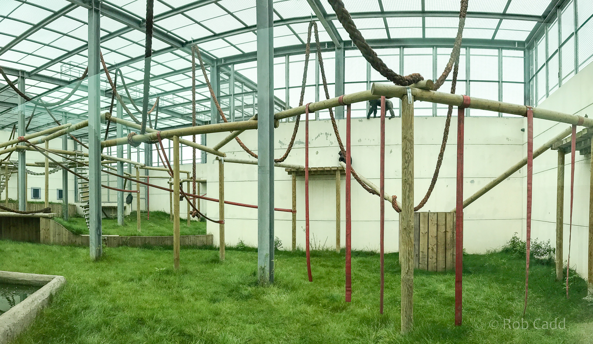 Chimpanzee house : Wingham : 06 May 2017