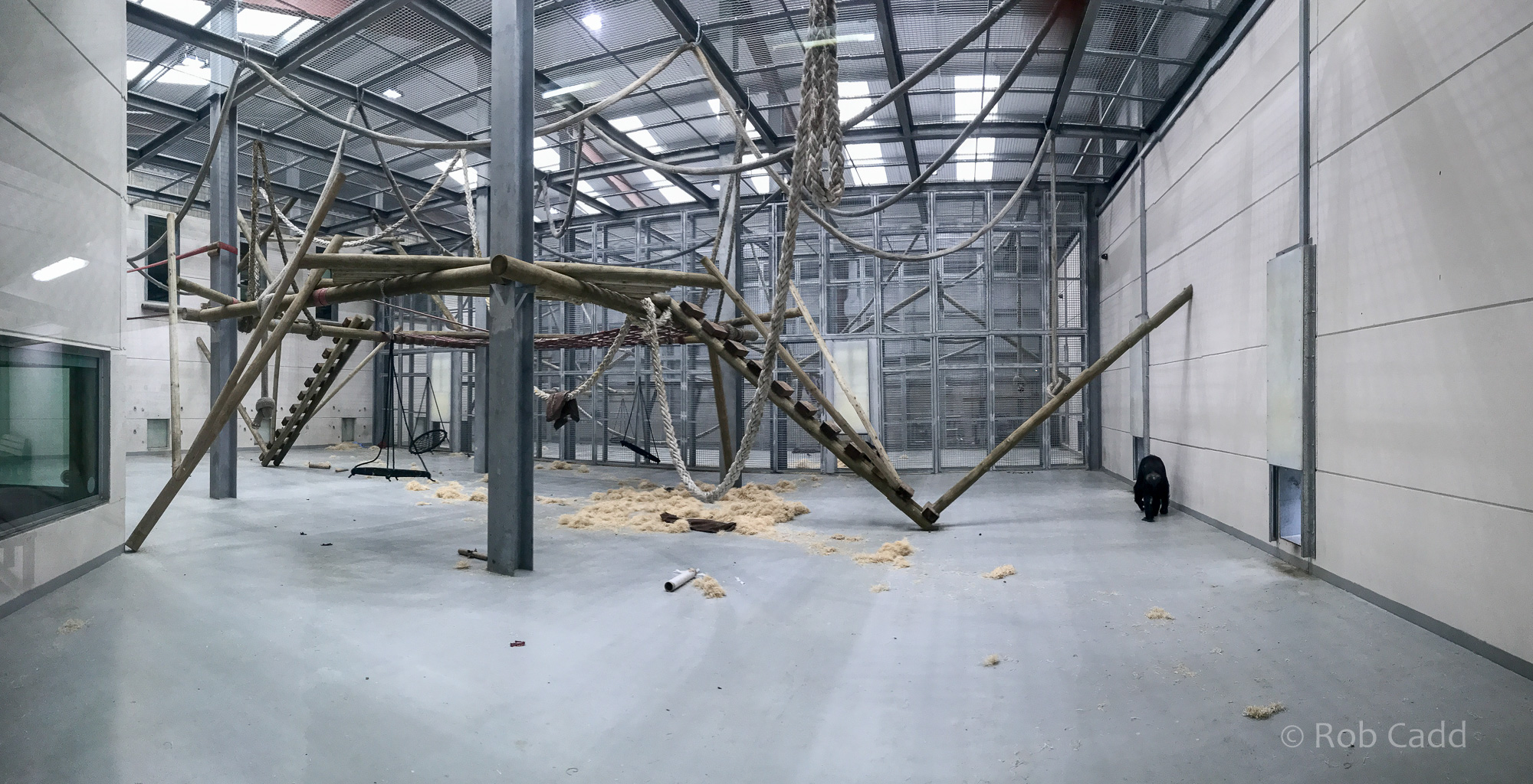 Chimpanzee house : Wingham : 06 May 2017