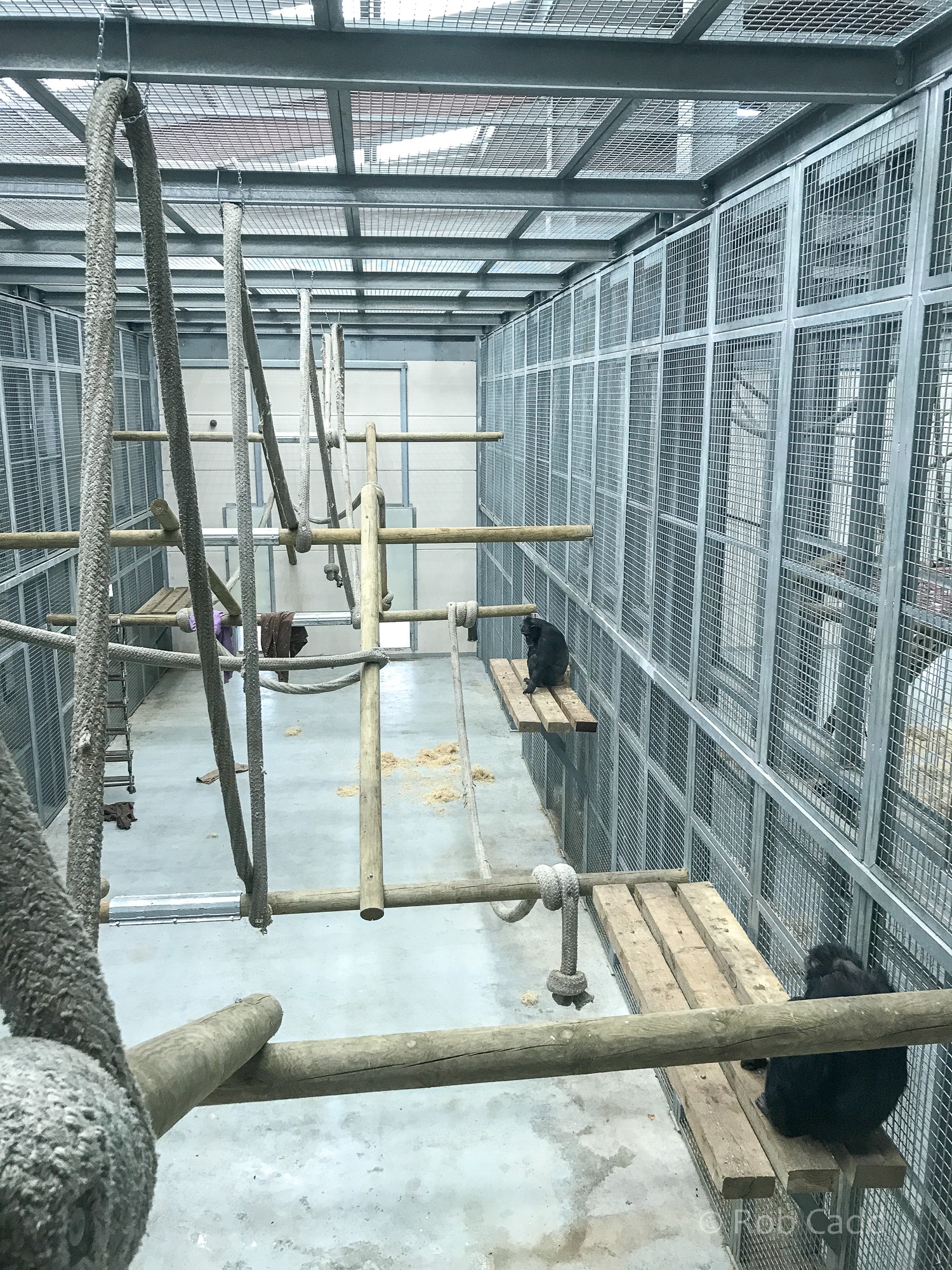 Chimpanzee house : Wingham : 06 May 2017