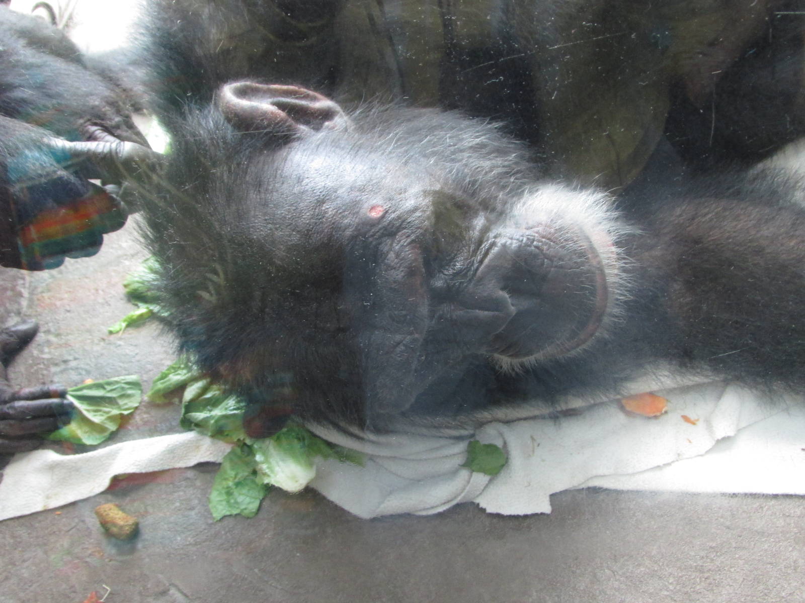 chimpanzee houston zoo