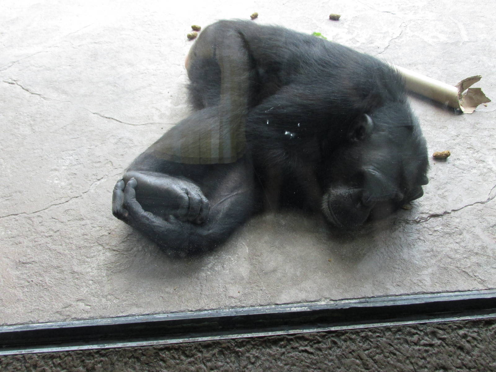 chimpanzee houston zoo