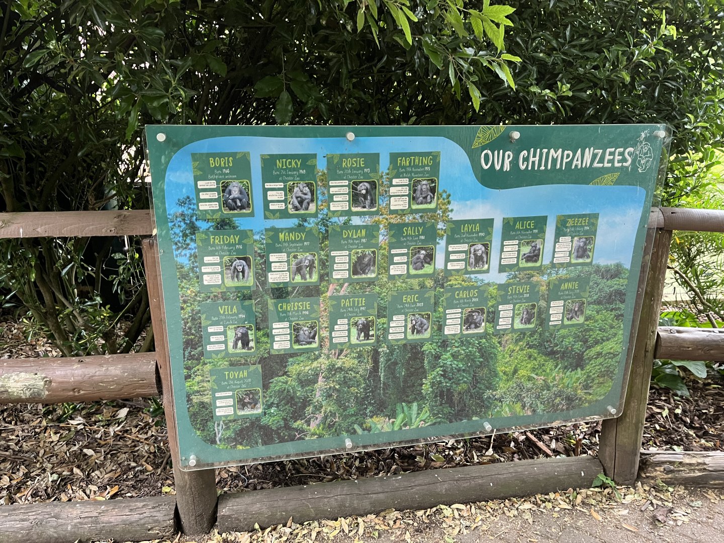 Chimpanzee ID sign 29.6.24