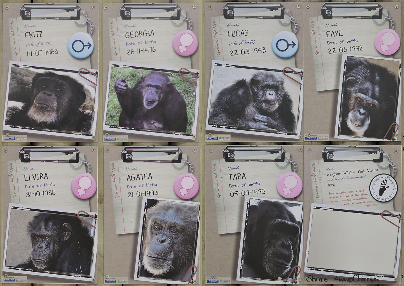 Chimpanzee identification labelling