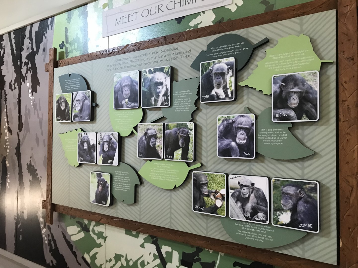 Chimpanzee identification sign