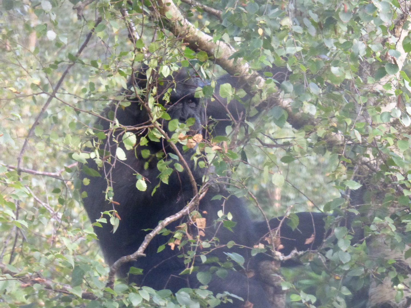 Chimpanzee in a tree