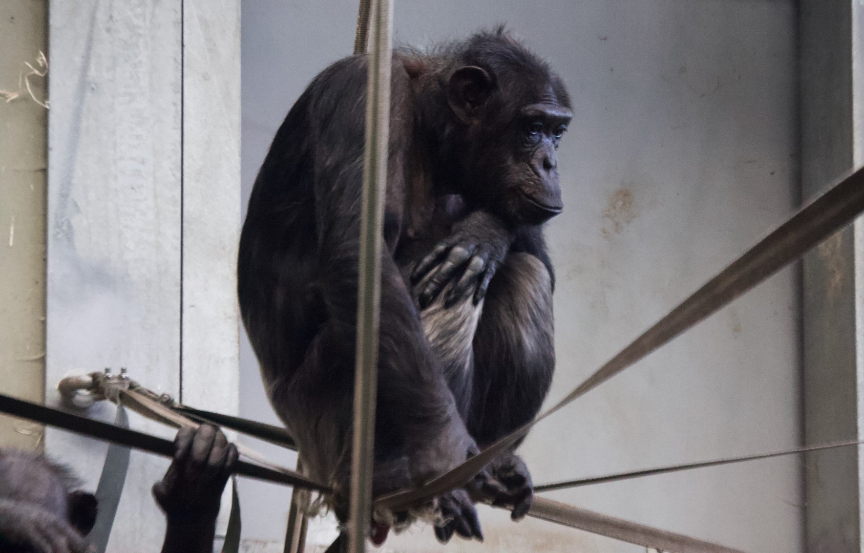 Chimpanzee in Chimp Eden