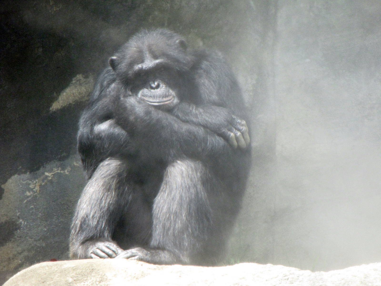 Chimpanzee in the Mist