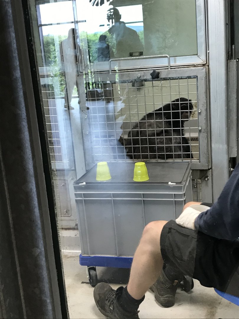 Chimpanzee in the research unit