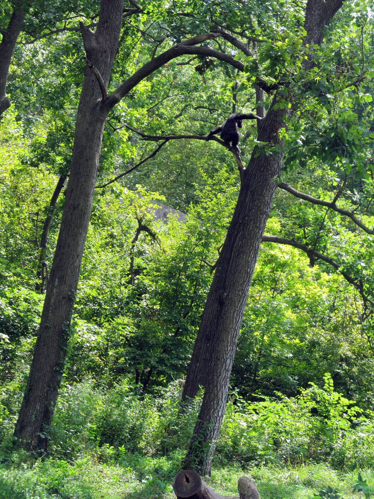 Chimpanzee in Tree