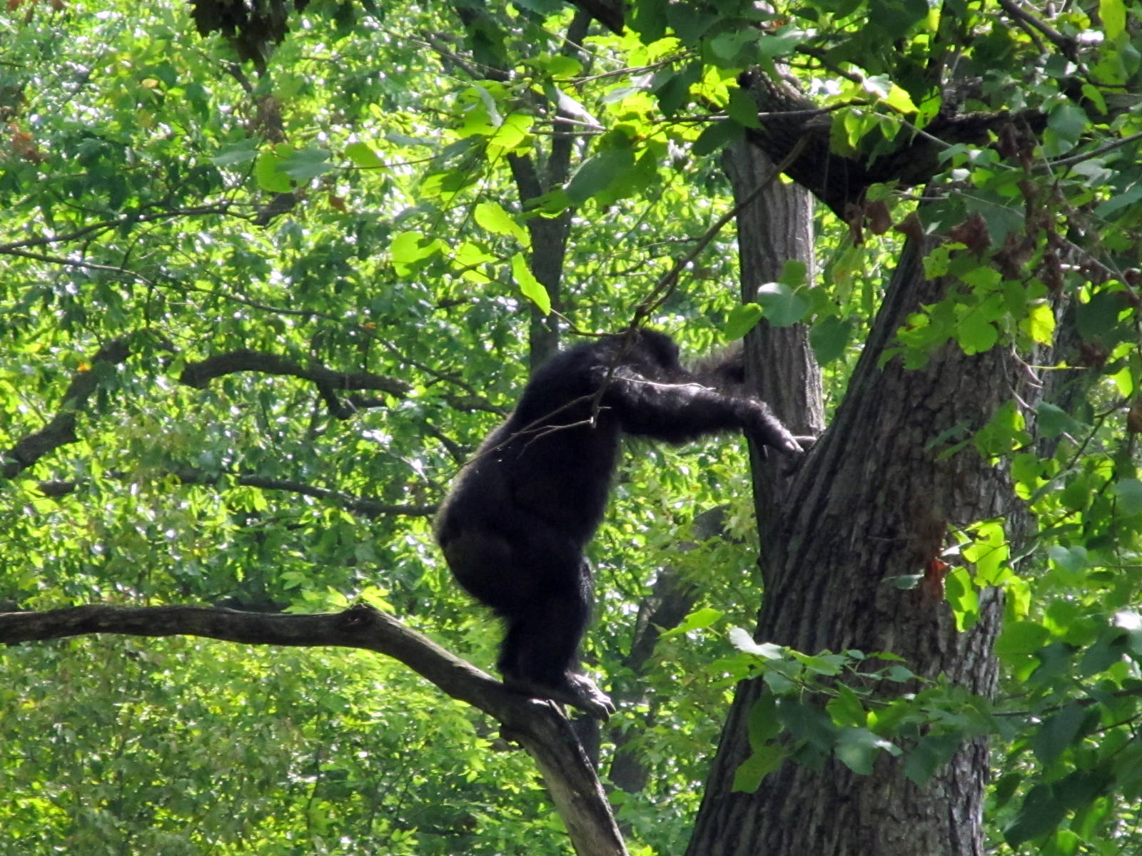 Chimpanzee in Tree