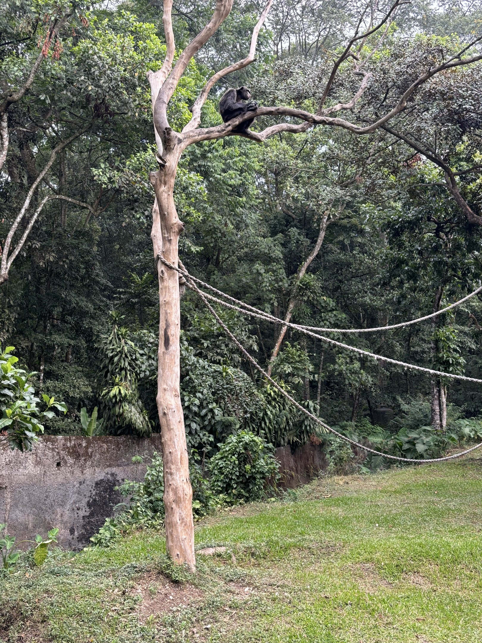 Chimpanzee in tree