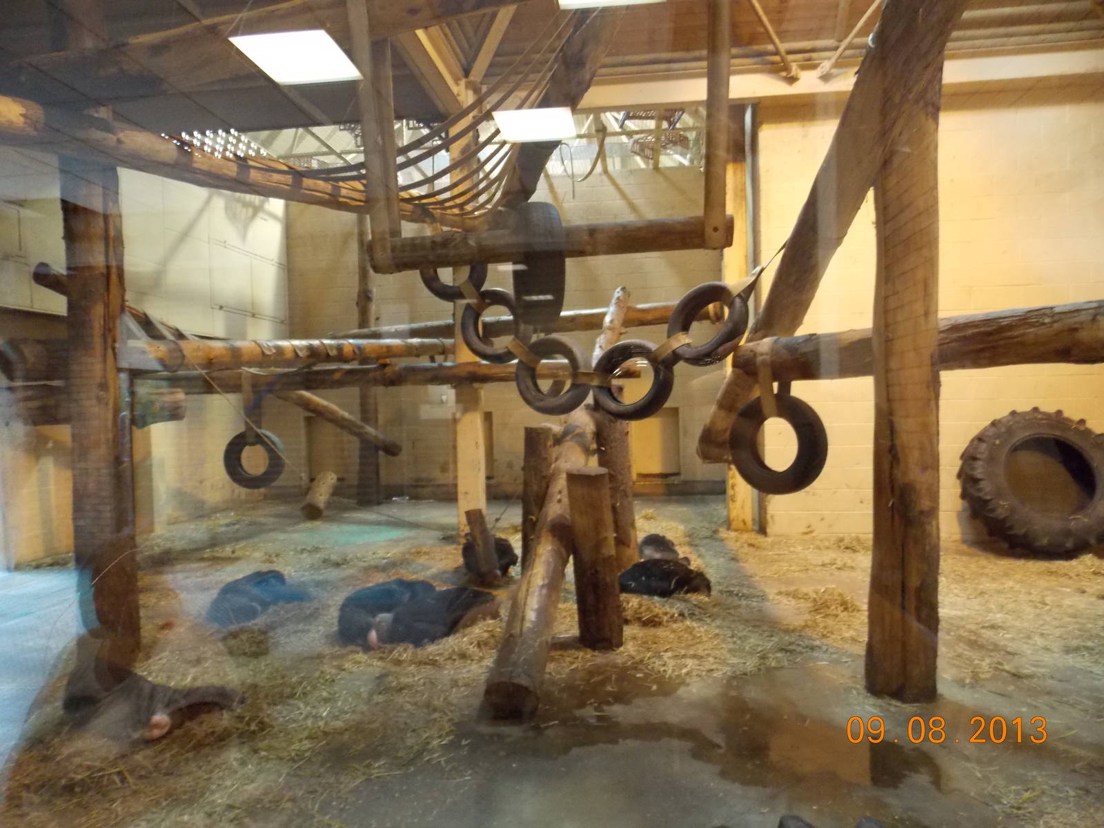 Chimpanzee indoor area