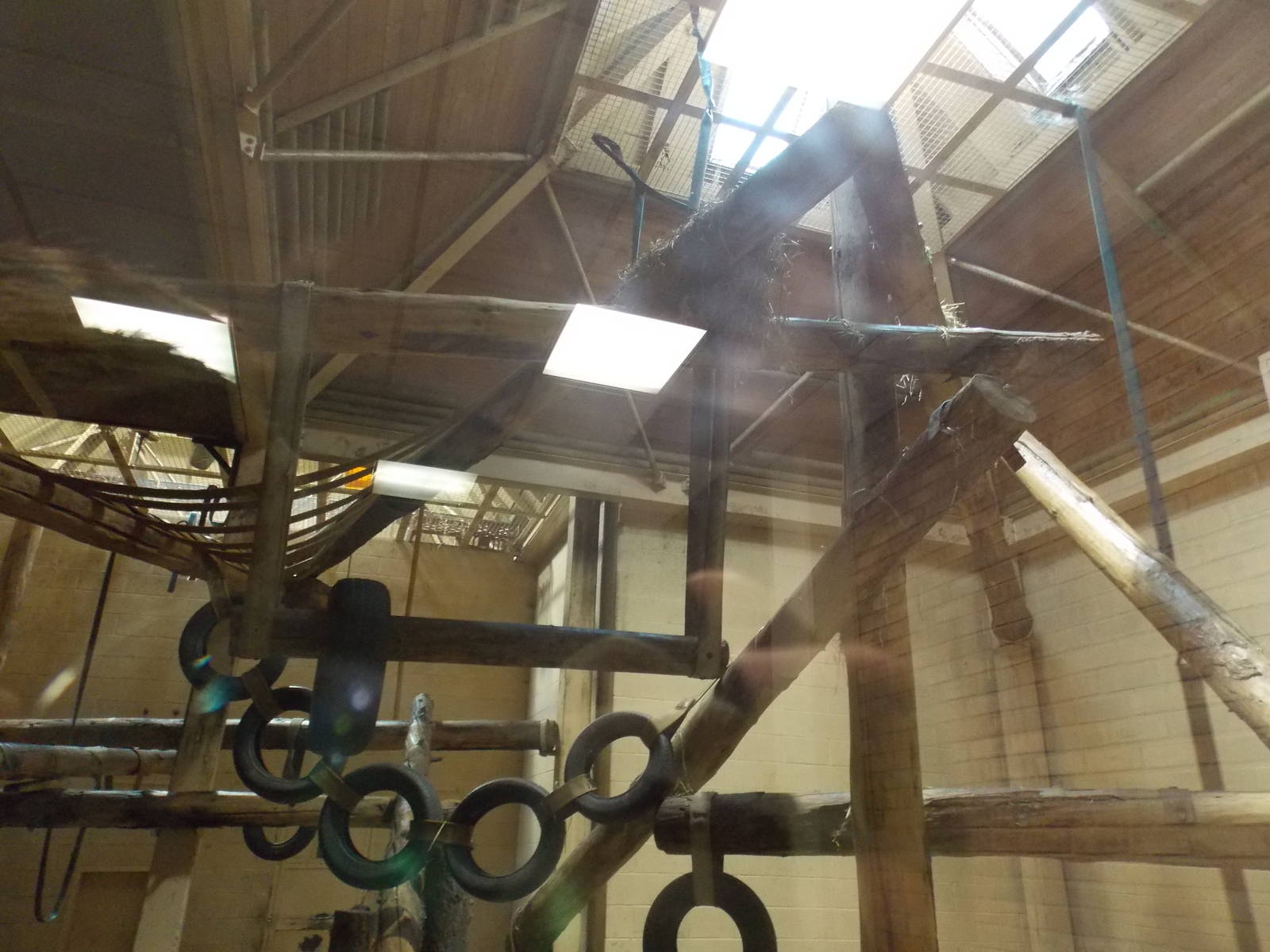 Chimpanzee indoor area