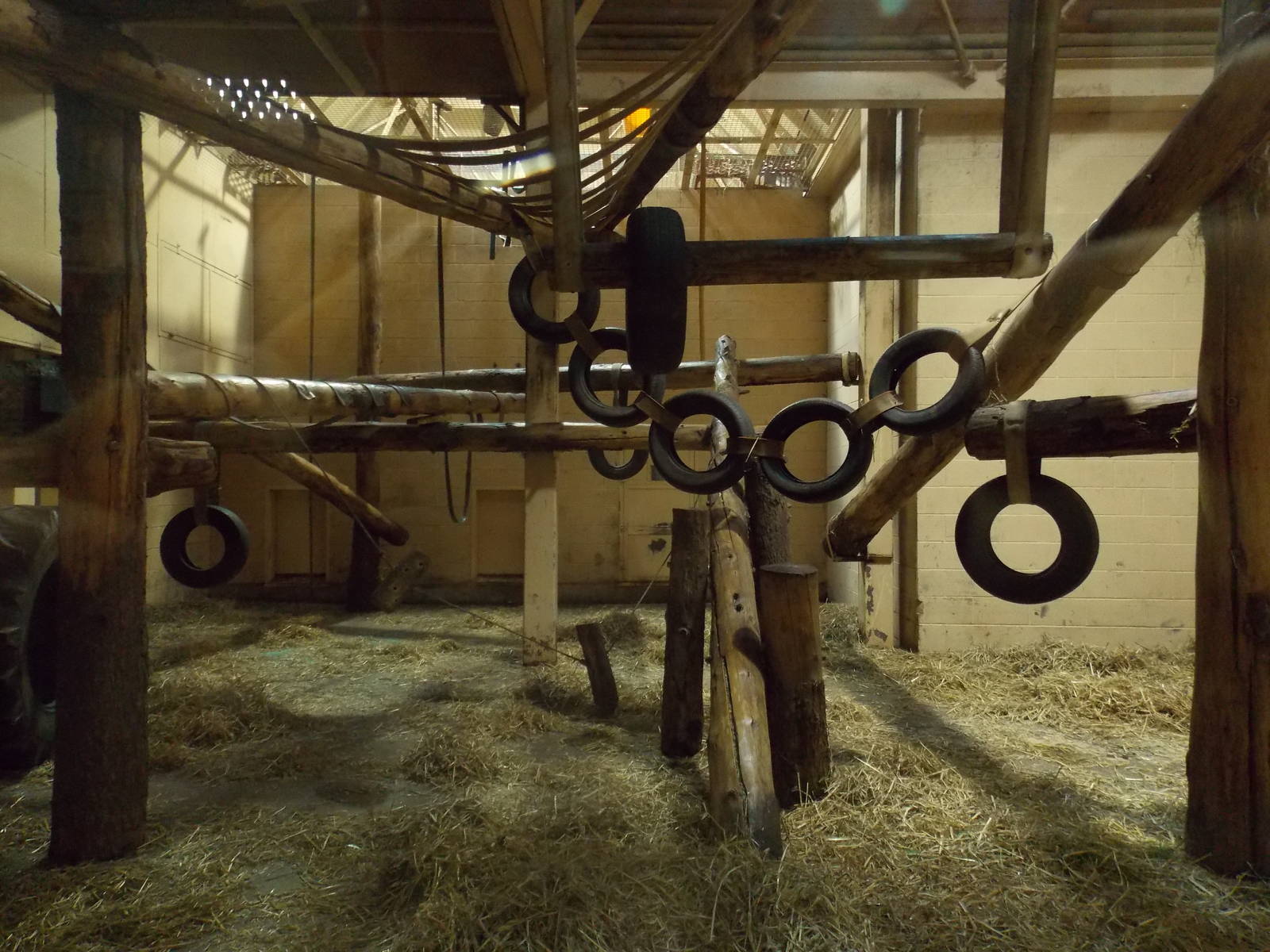 Chimpanzee indoor area