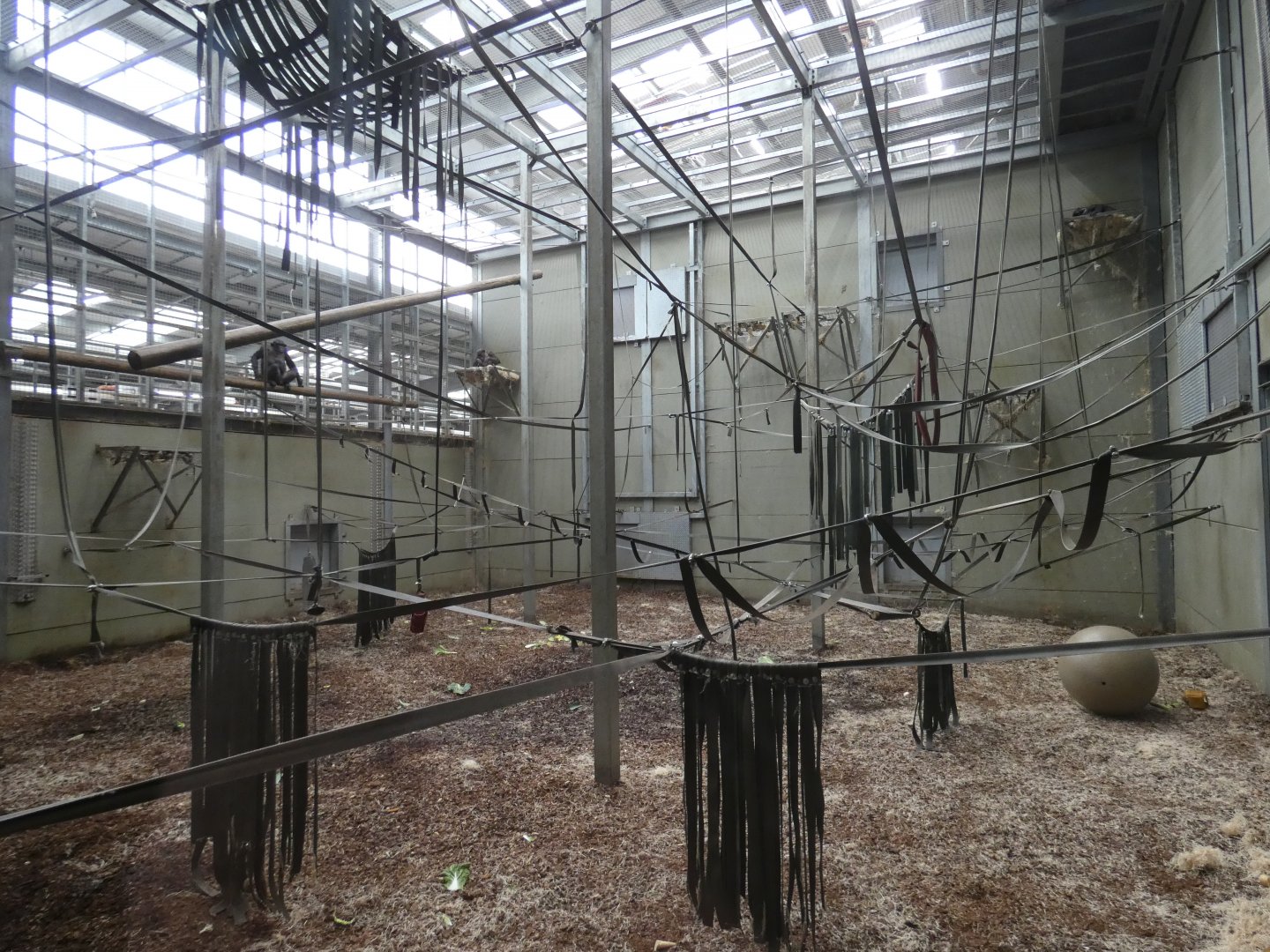 Chimpanzee indoor enclosure (2)