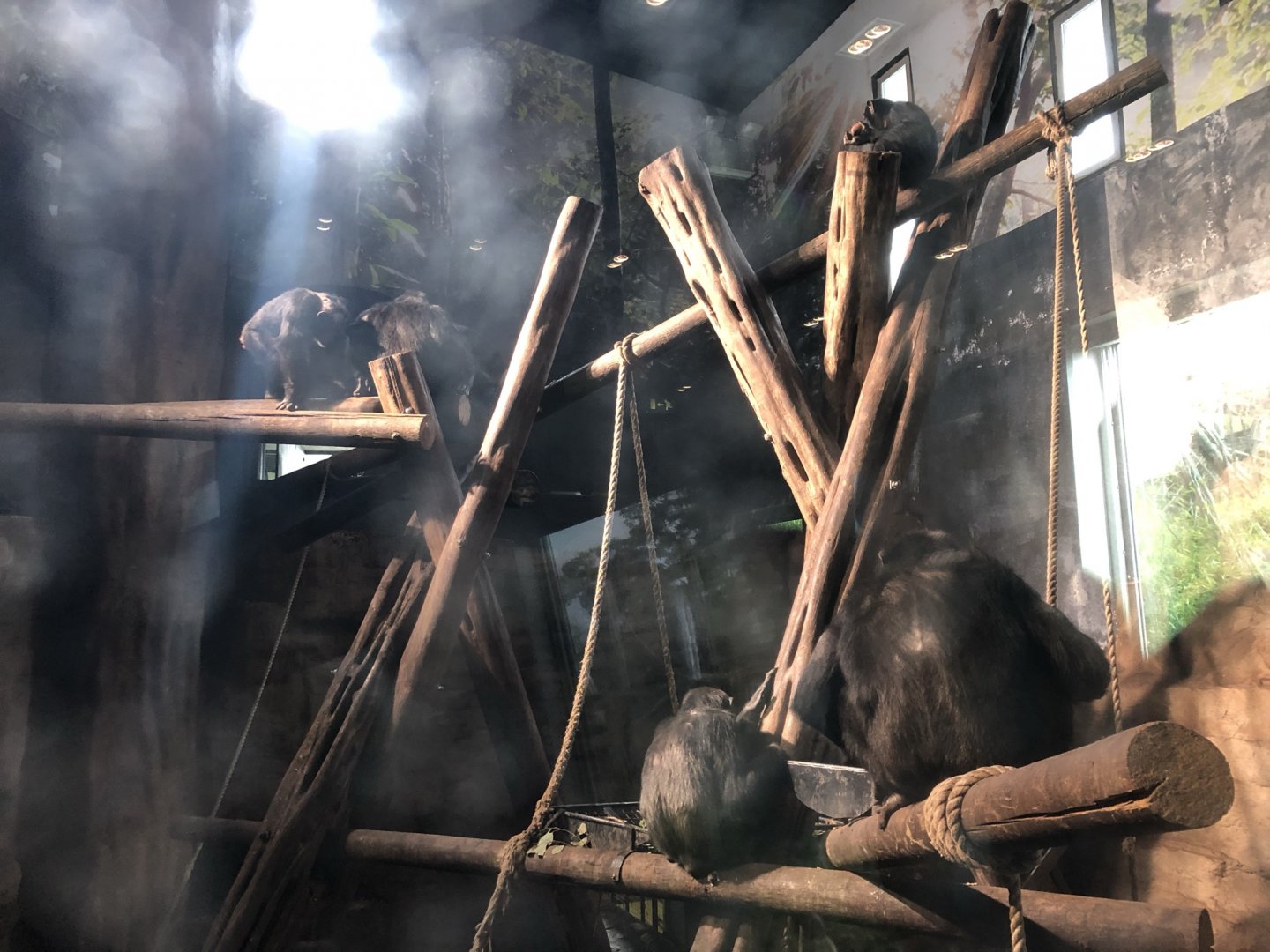 Chimpanzee Indoor Enclosure at Edinburgh Zoo (2020)