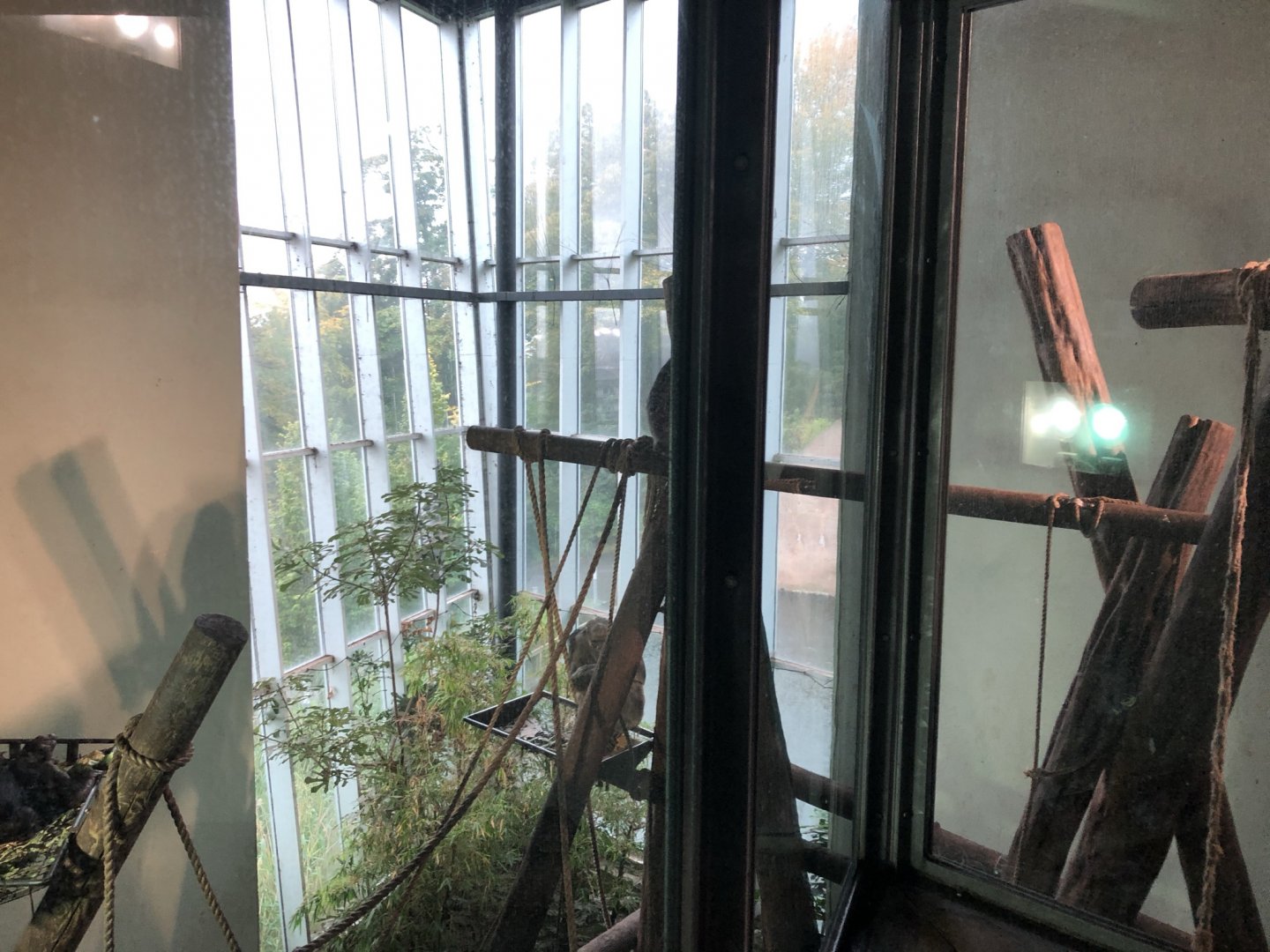 Chimpanzee Indoor Enclosure at Edinburgh Zoo (2020)