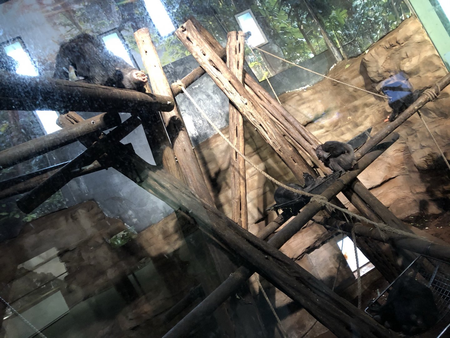 Chimpanzee Indoor Enclosure at Edinburgh Zoo (2020)