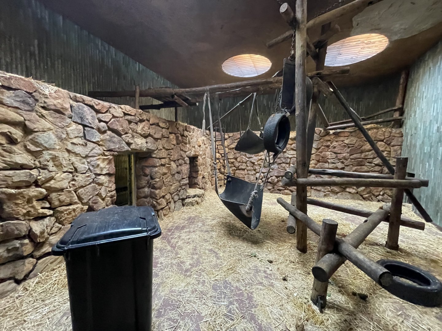 Chimpanzee Indoor Enclosure (Pan troglodytes)