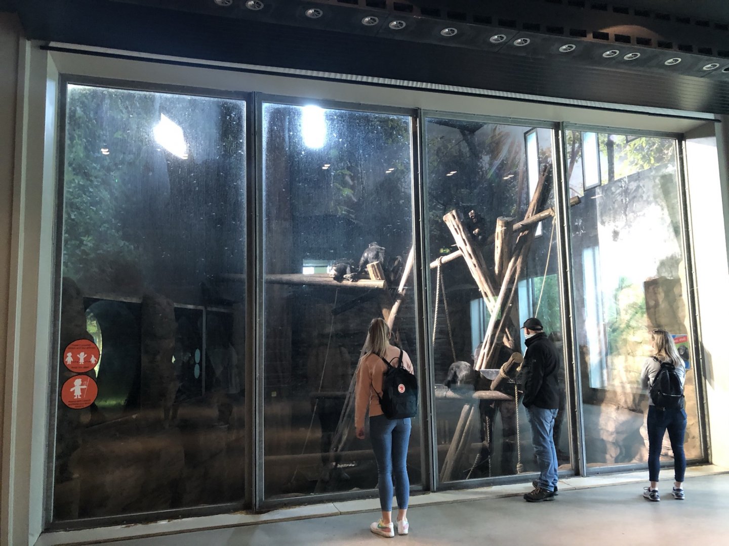 Chimpanzee Indoor Enclosure Viewing Area at Edinburgh Zoo (2020)